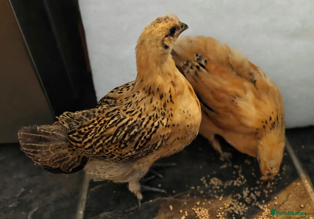 Chickens poultry for sale: Bantam cockerel and chicks looking for new homes  - Advert 2