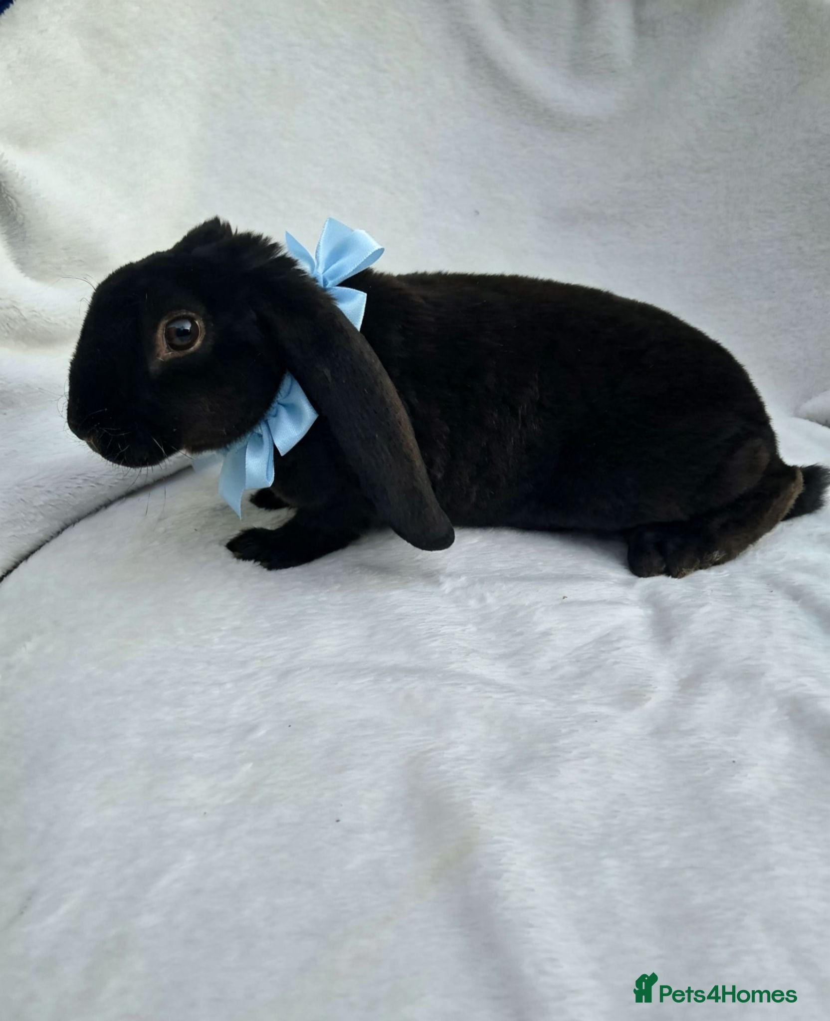 Rex rabbits RARE Velveteen baby  - Advert 3