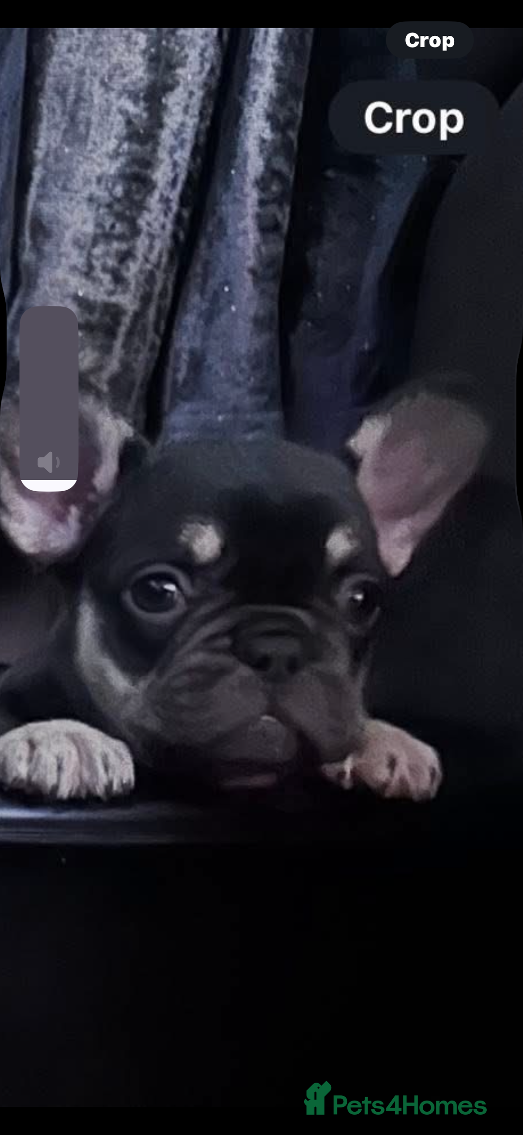 French Bulldog dogs for sale: french bull dog puppies  - Advert 5