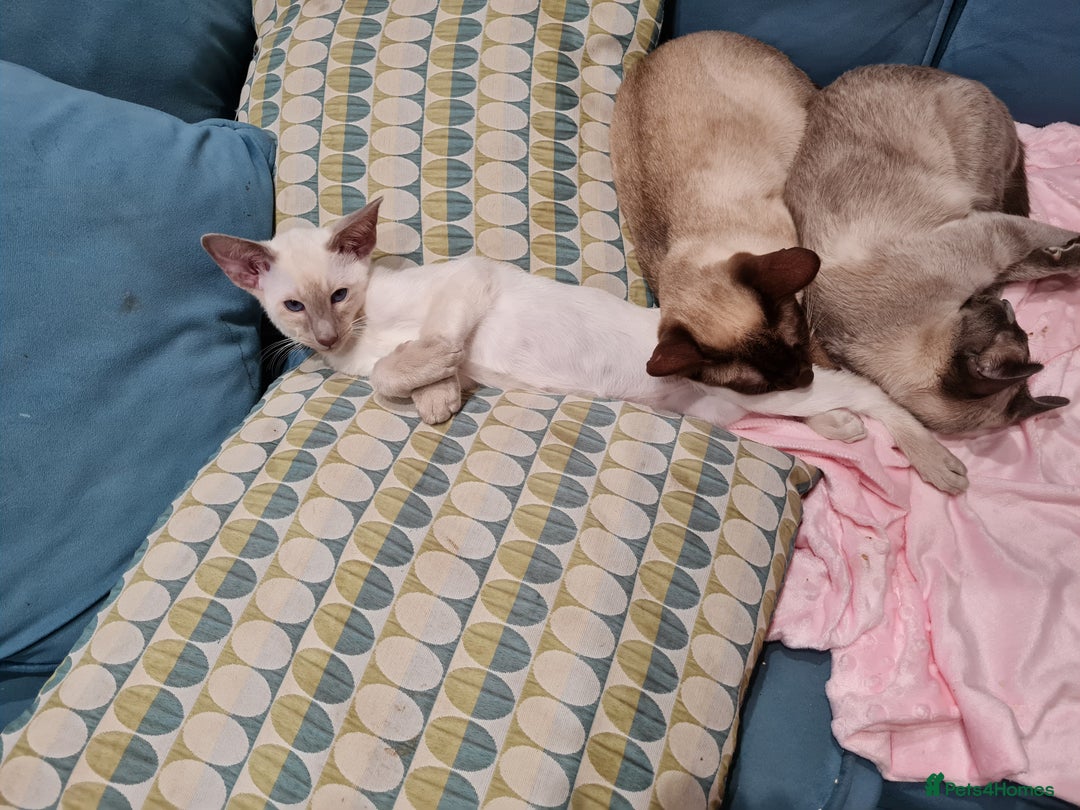 Siamese cats for sale: LAST ONE,  Gorgeous Bluepoint little boy. - Advert 26