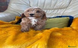 Cavachon dogs for sale: Boys and a girl available  - Image 1