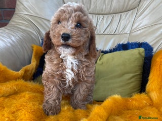 Cavachon dogs - Advert 6