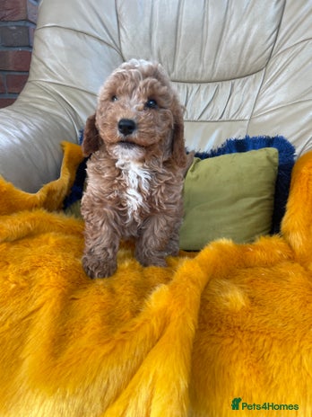 Cavachon dogs - Advert 2