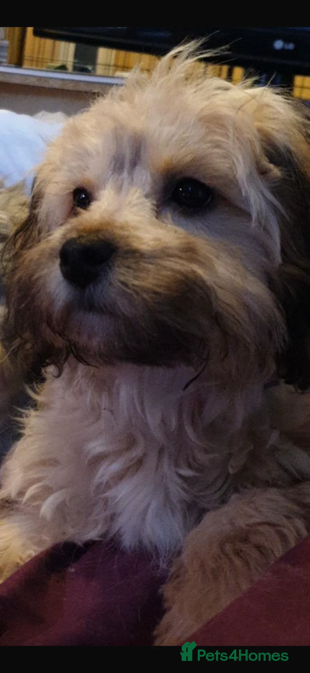 Shihpoo dogs for sale: Shihpoo puppies - Advert 1