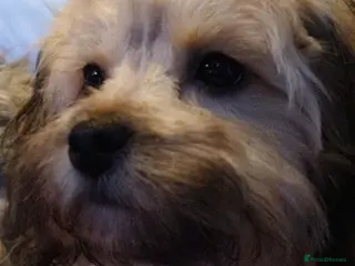 Shihpoo dogs Shihpoo puppies - Advert 3