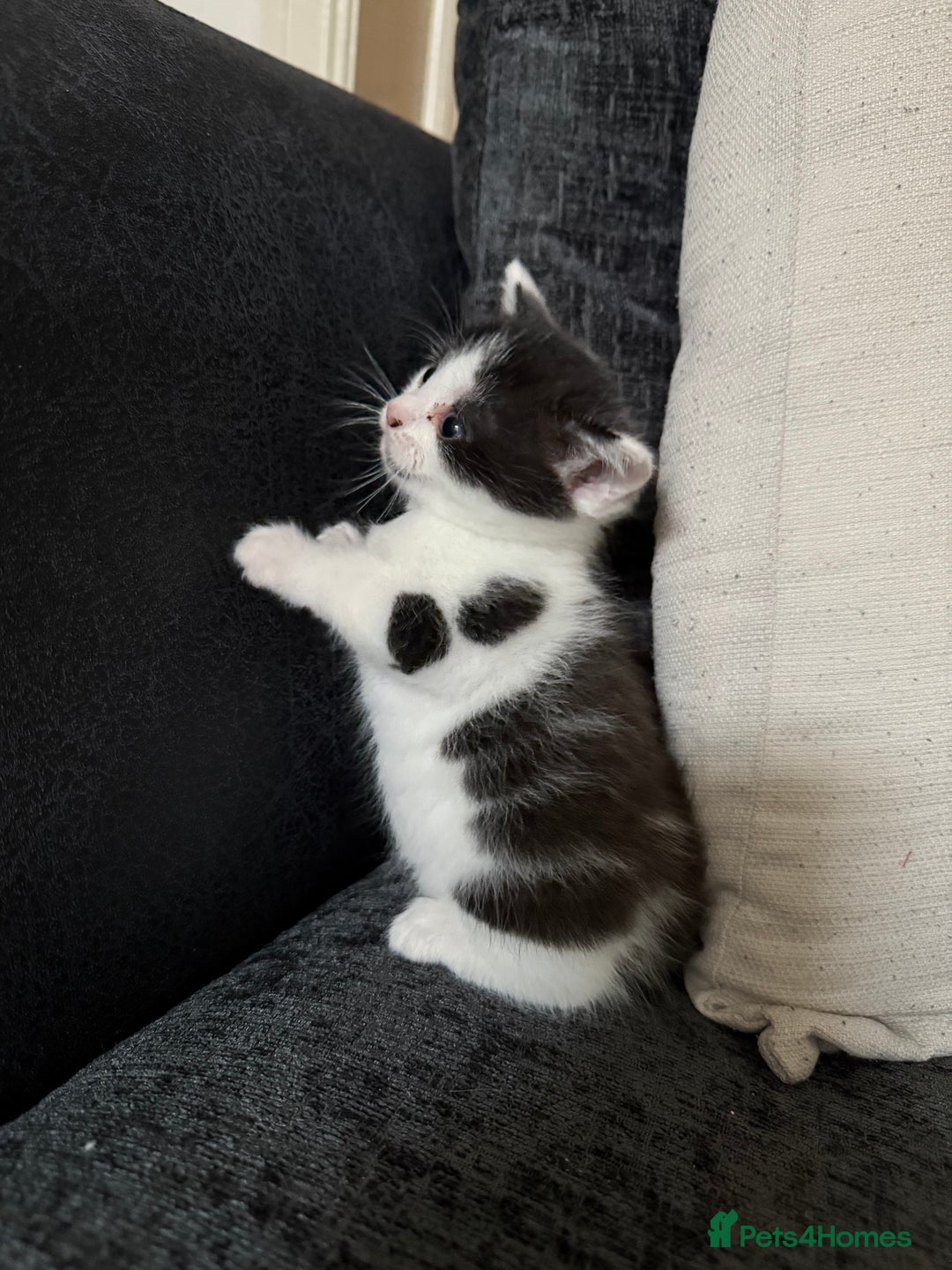 British Shorthair cats for sale: British shorthair mixed kittens  - Image 5