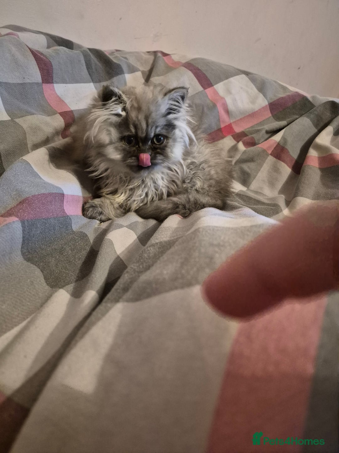 Persian cats for sale: 2 beautiful females  - Advert 5