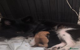 Pomeranian dogs for sale: Pomeranian dogs are looking for a loving home - Image 6