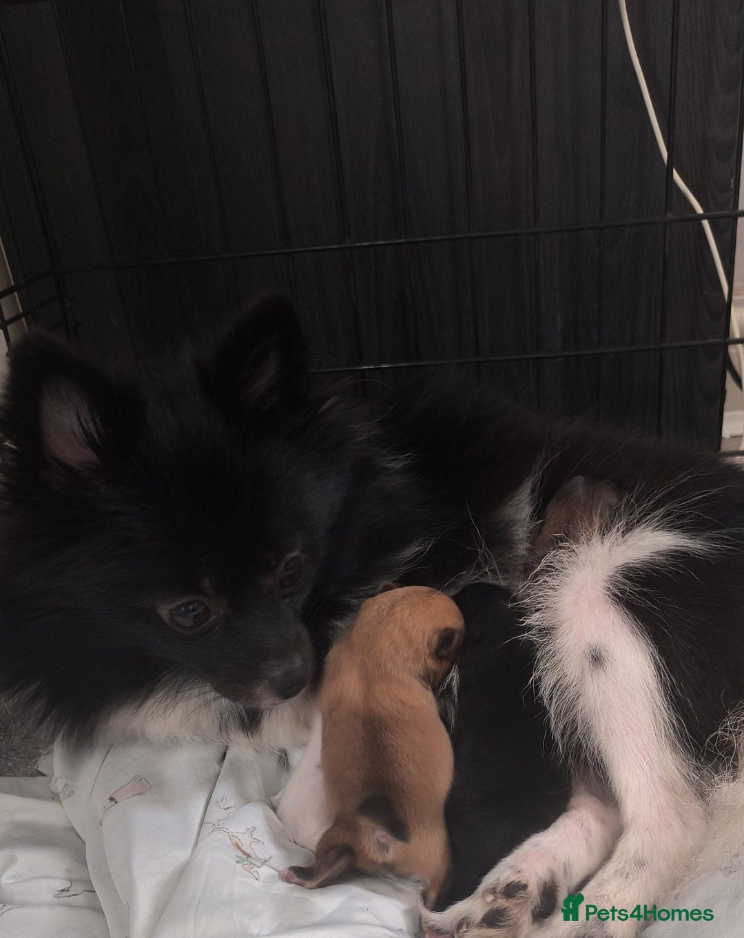 Pomeranian dogs for sale: Pomeranian dogs are looking for a loving home - Image 6