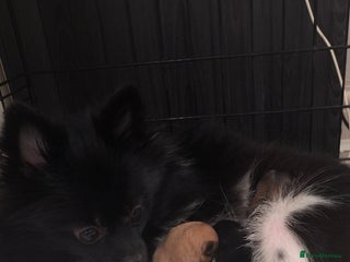 Pomeranian dogs - Advert 9