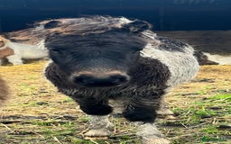 Shetland pony horses for sale: Miniature super Shetlands! - Advert 2