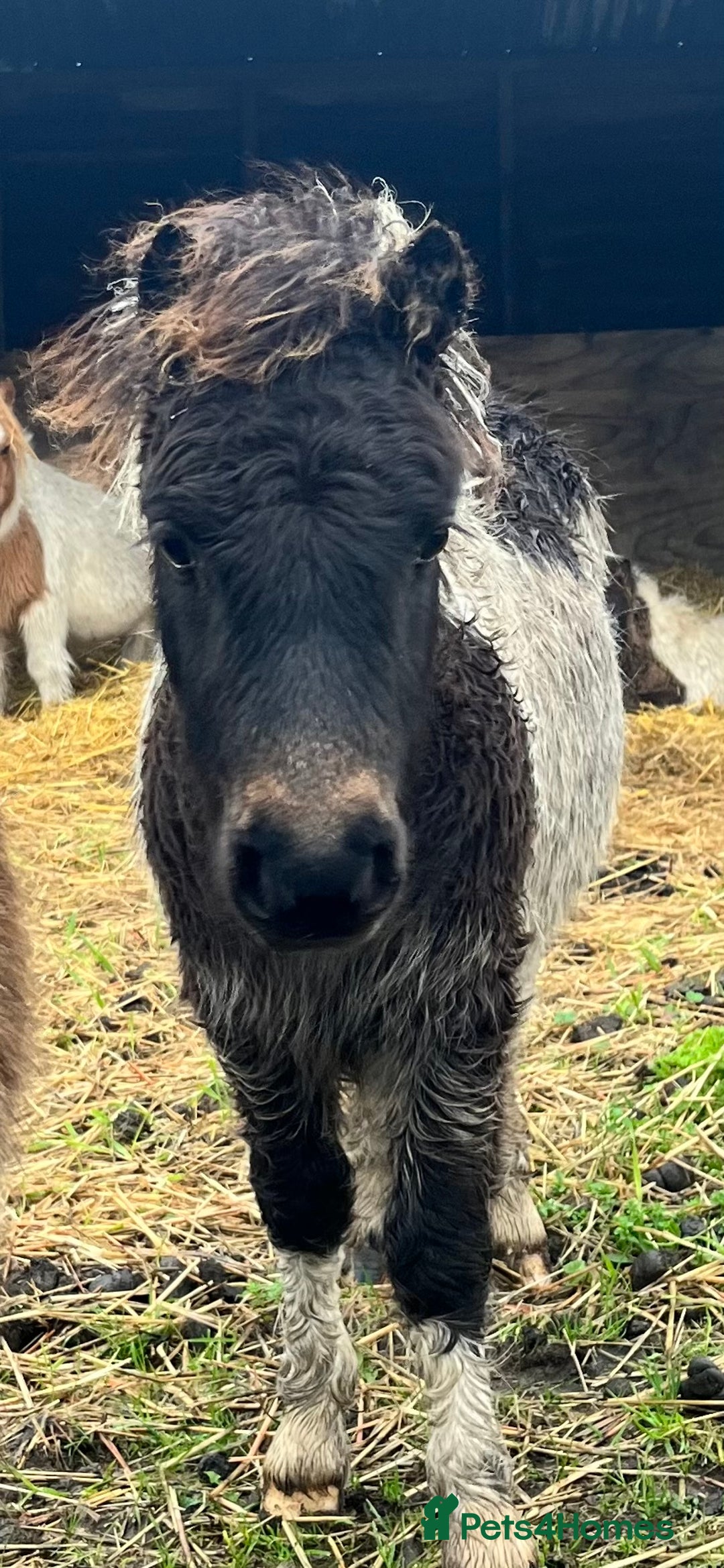 Shetland pony horses for sale: Miniature super Shetlands! - Advert 2