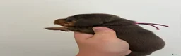 Miniature Dachshund dogs for sale: Miniature dachshund’s  - Advert 8