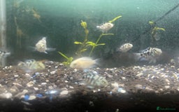 Other/Mixed Breed fish for sale: Polar ice parrots  - Image 2