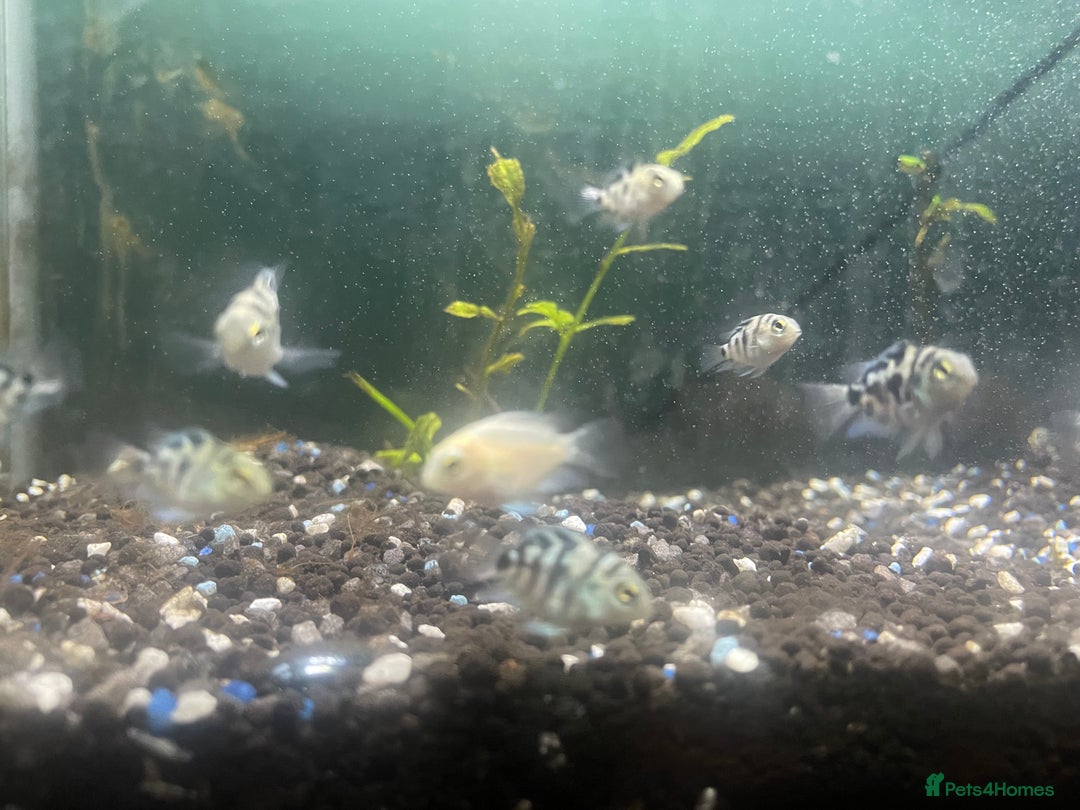 Other/Mixed Breed fish for sale: Polar ice parrots  - Image 2