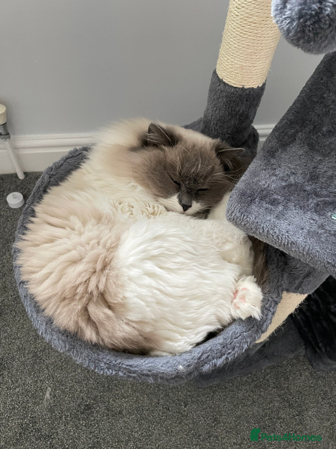 Ragdoll cats for sale: Brother Sister Ragdolls for Rehoming  - Image 17