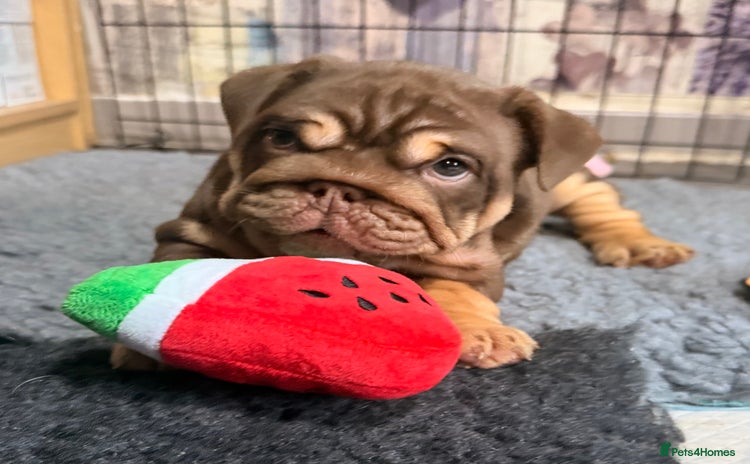 English Bulldog dogs - Advert 4