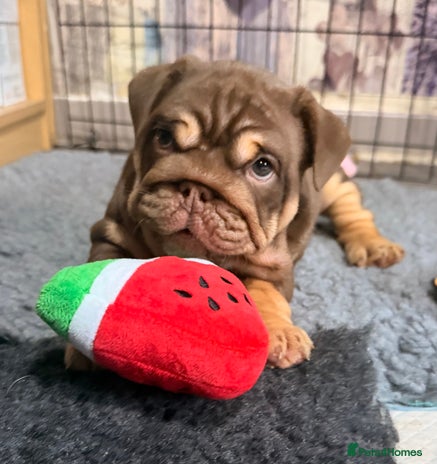 English Bulldog dogs - Advert 4