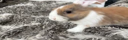 Mini Lop rabbits for sale: Beautiful Mini Lop Baby Rabbits🐇❤️ in Coalville - Advert 20