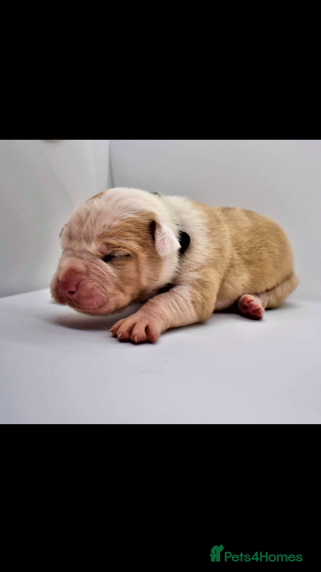 Alapaha Blue Blood Bulldog dogs for stud: Alapaha blue blood bulldog - Advert 3