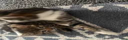 Mixed Breed cats for sale: Grey tabby and brown tabby kittens  - Advert 7
