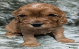 Cockalier dogs for sale: Stunning Health Tested Cockalier Puppies - Image 6