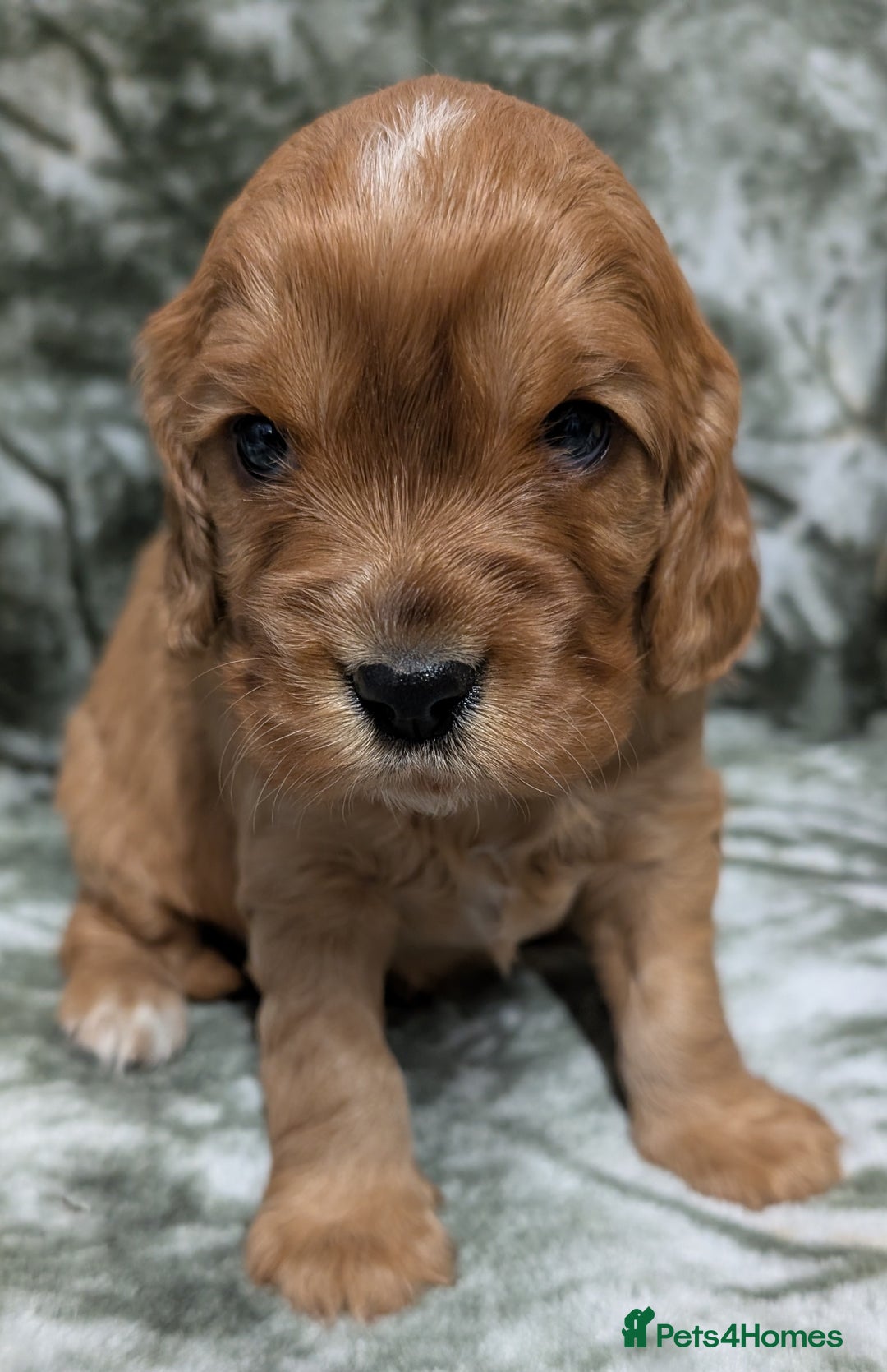 Cockalier dogs for sale: Stunning Health Tested Cockalier Puppies - Image 6