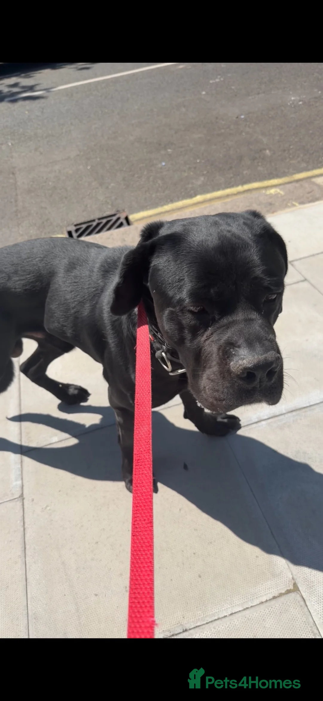 Cane Corso dogs for sale: Beautiful cane corso for sale - Advert 7