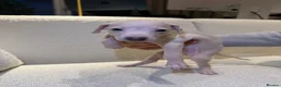 Italian Greyhound dogs for sale: Italian Greyhound puppies  in London - Advert 6