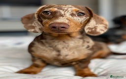 Miniature Dachshund dogs for sale: Miniature Dachshund Puppy Gorgeous Black & Tan Boy - Advert 8