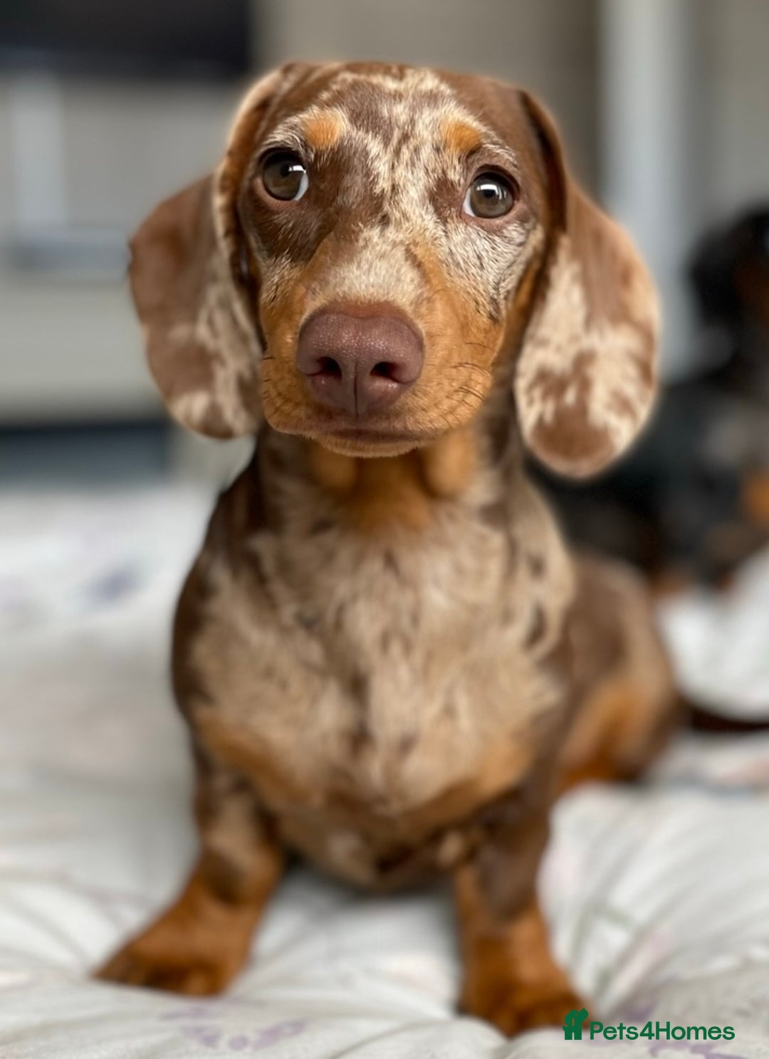 Miniature Dachshund dogs for sale: Miniature Dachshund Puppy Gorgeous Black & Tan Boy - Advert 8