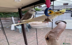 Cockatiels birds for sale: Wythenshawe  - Image 2