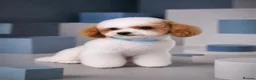 Toy Poodle dogs for stud: ASIAN TOY POODLE- TEDDYCUP  - Advert 2