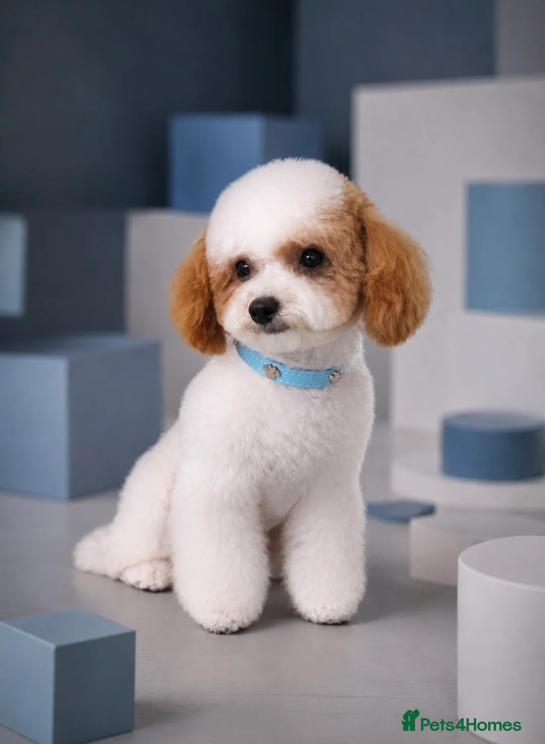 Toy Poodle dogs for stud: ASIAN TOY POODLE- TEDDYCUP  - Advert 2