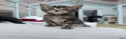 Domestic Shorthair cats for sale: Two beautiful male Tabby's  in Worcester - Advert 5