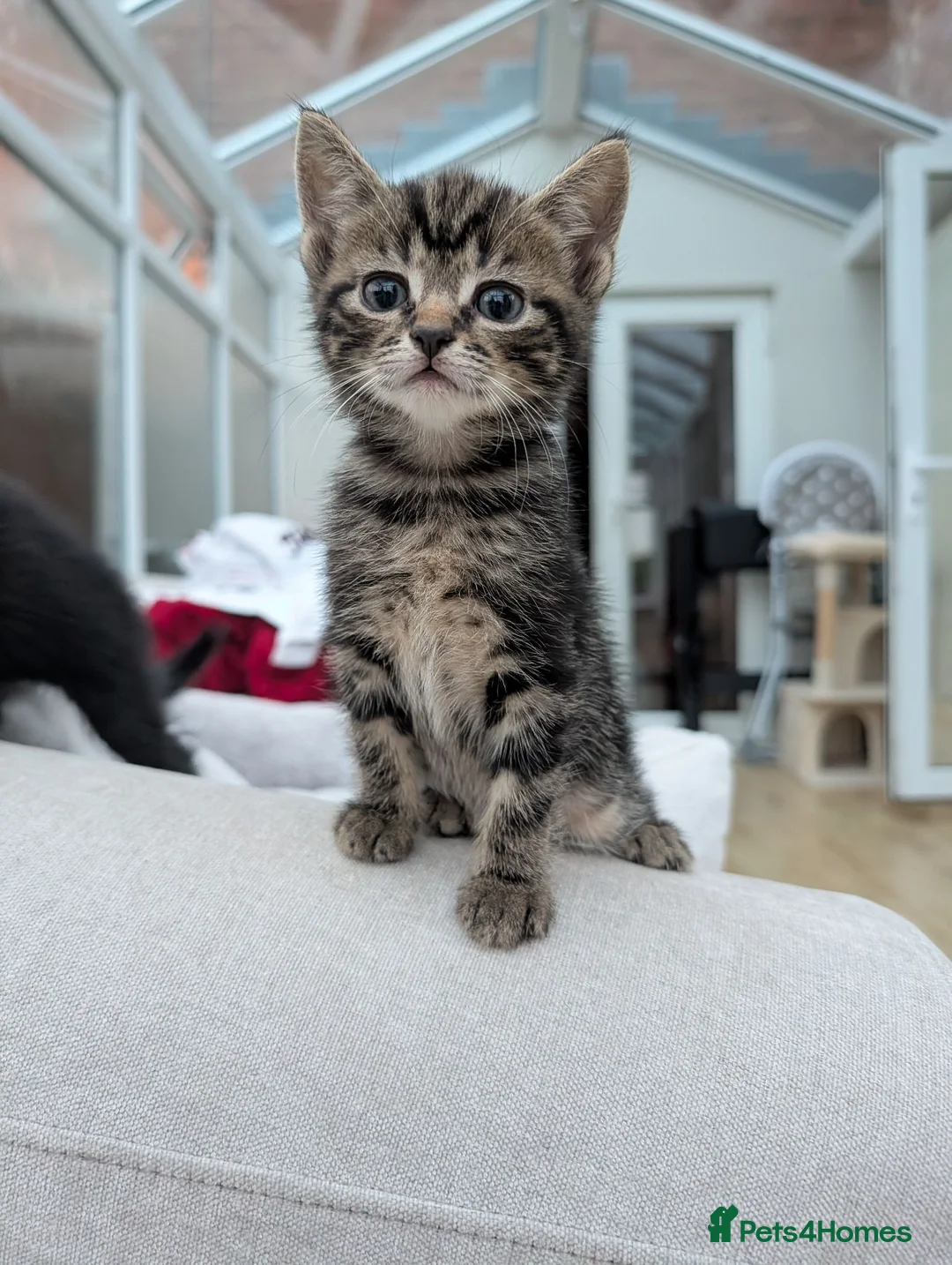 Domestic Shorthair cats for sale: Two beautiful male Tabby's  in Worcester - Advert 5