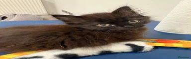 Mixed Breed 1