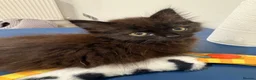 Mixed Breed cats for sale: 3 little kittens for sale adorable ready to go  - Advert 5