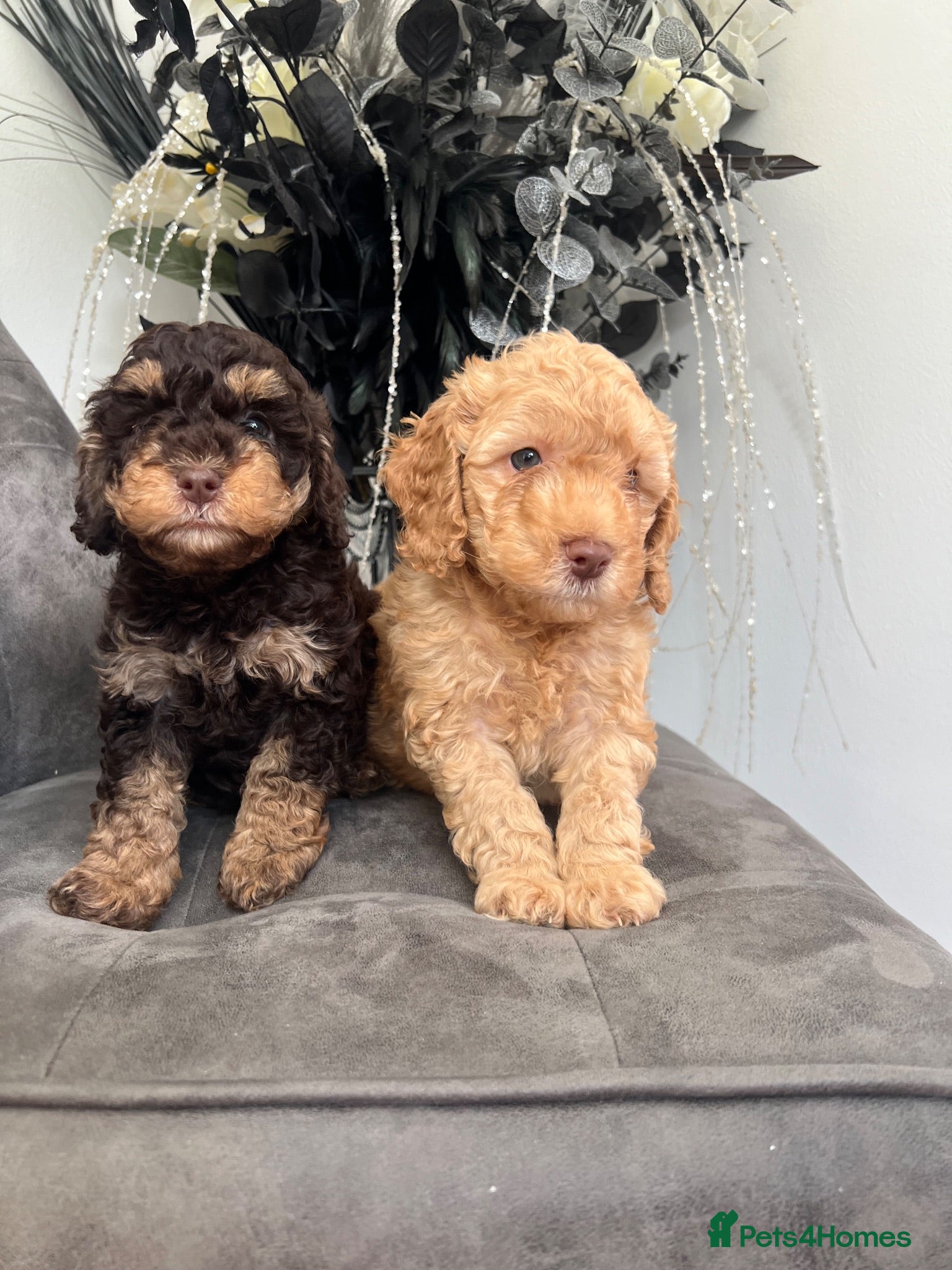 Cockapoo dogs F1b mini cockapoos. Health tested.  hols honoured  - Advert 1