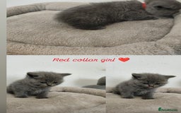 British Shorthair cats for sale: British Shorthair kittens  - Image 3