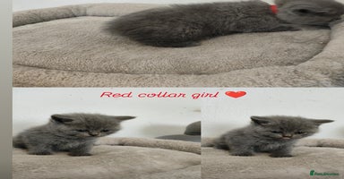 British Shorthair cats - Advert 7