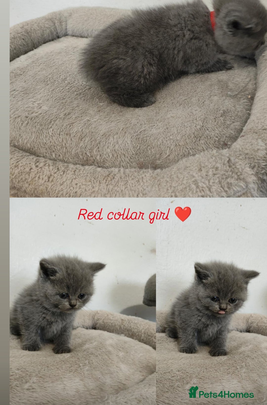 British Shorthair cats for sale: British Shorthair kittens  - Image 3