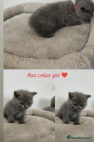 British Shorthair cats - Advert 7