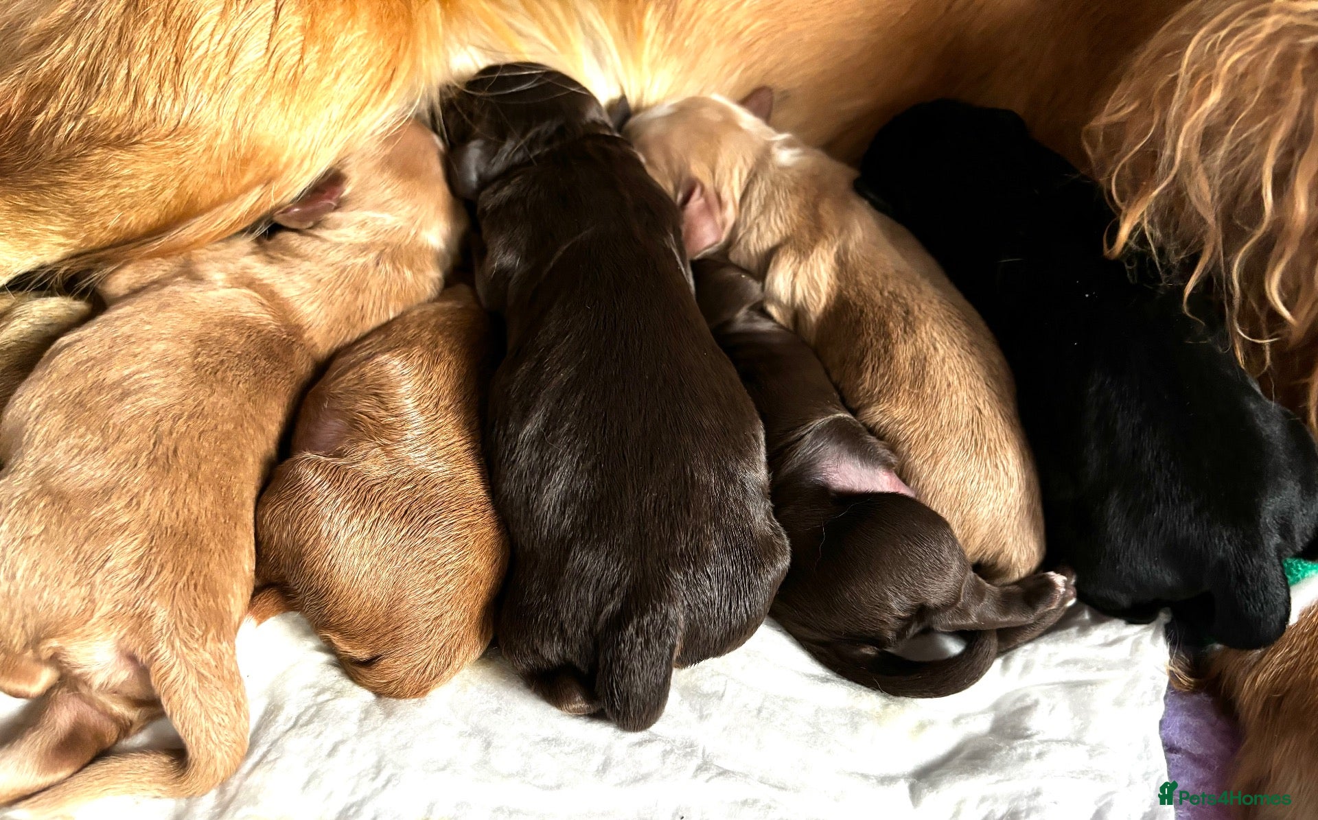Cocker Spaniel dogs for sale: 5⭐️licensed.KC working cocker spaniels.  - Advert 1