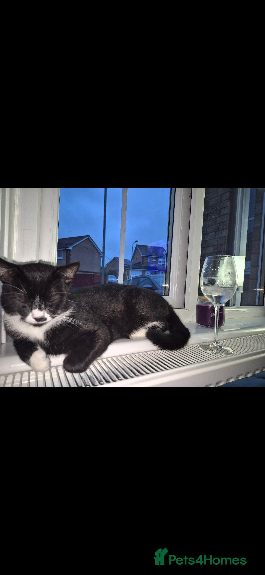 Mixed Breed cats for sale: Male bengal/mix black cat - Advert 5