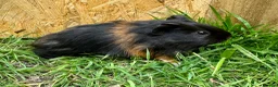 Guinea Pig rodents for sale: Young Guinea pigs  - Advert 7