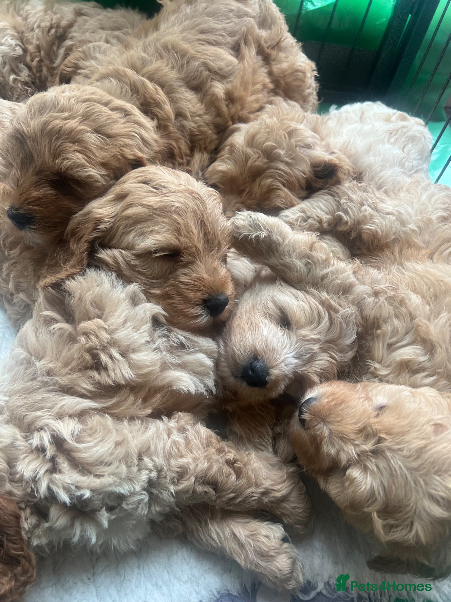 Cockapoo dogs Red Apricot cream white Curly Cockerpoo puppies - Advert 9