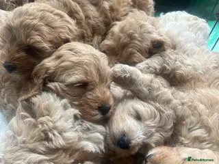 Cockapoo dogs Red Apricot cream white Curly Cockerpoo puppies - Advert 7