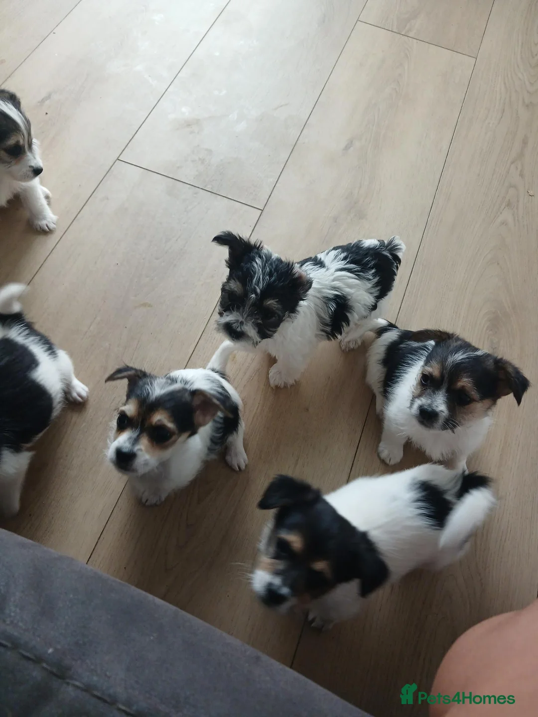 Mixed Breed dogs for sale: Terrier mixed breed puppies  - Advert 2