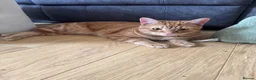 Domestic Shorthair cats for sale: Tabby - beautiful boy - Advert 2